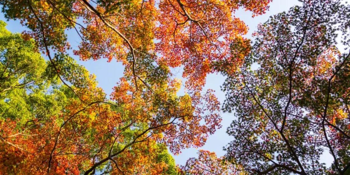 Conhecida por sua estética marcante, a estação revela uma beleza própria, com tons terrosos, floradas específicas e paisagens que encantam tanto em áreas urbanas quanto rurais