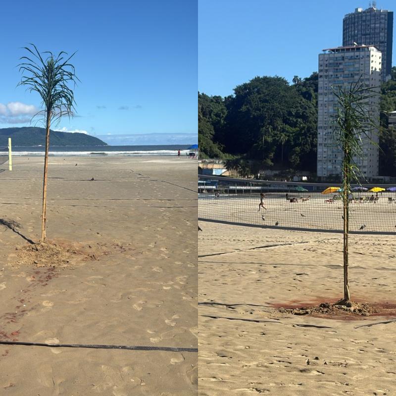 Coqueiros foram plantados dentro de quadras de beach tennis