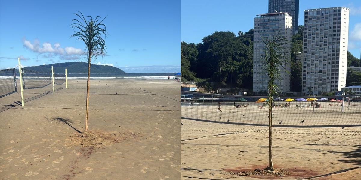 Coqueiros foram plantados dentro de quadras de beach tennis