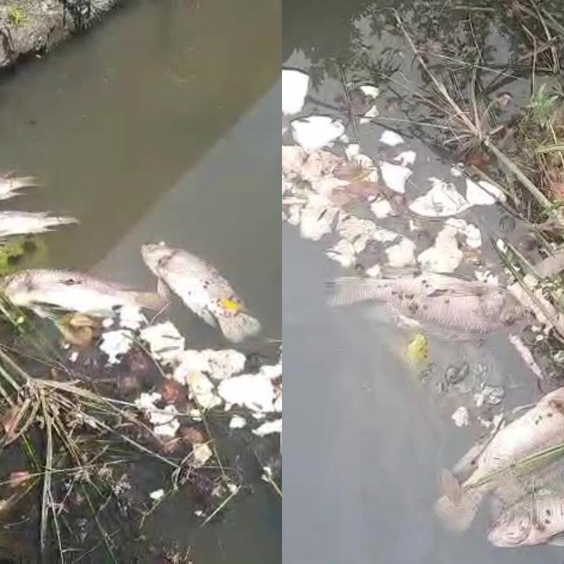 Várias tilápias apareceram mortas