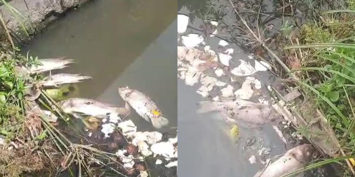 Várias tilápias apareceram mortas