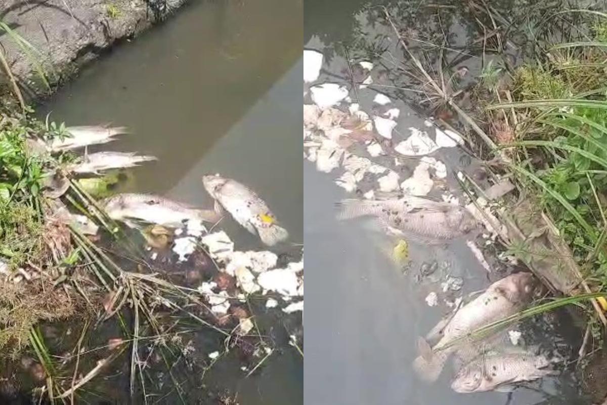 Várias tilápias apareceram mortas