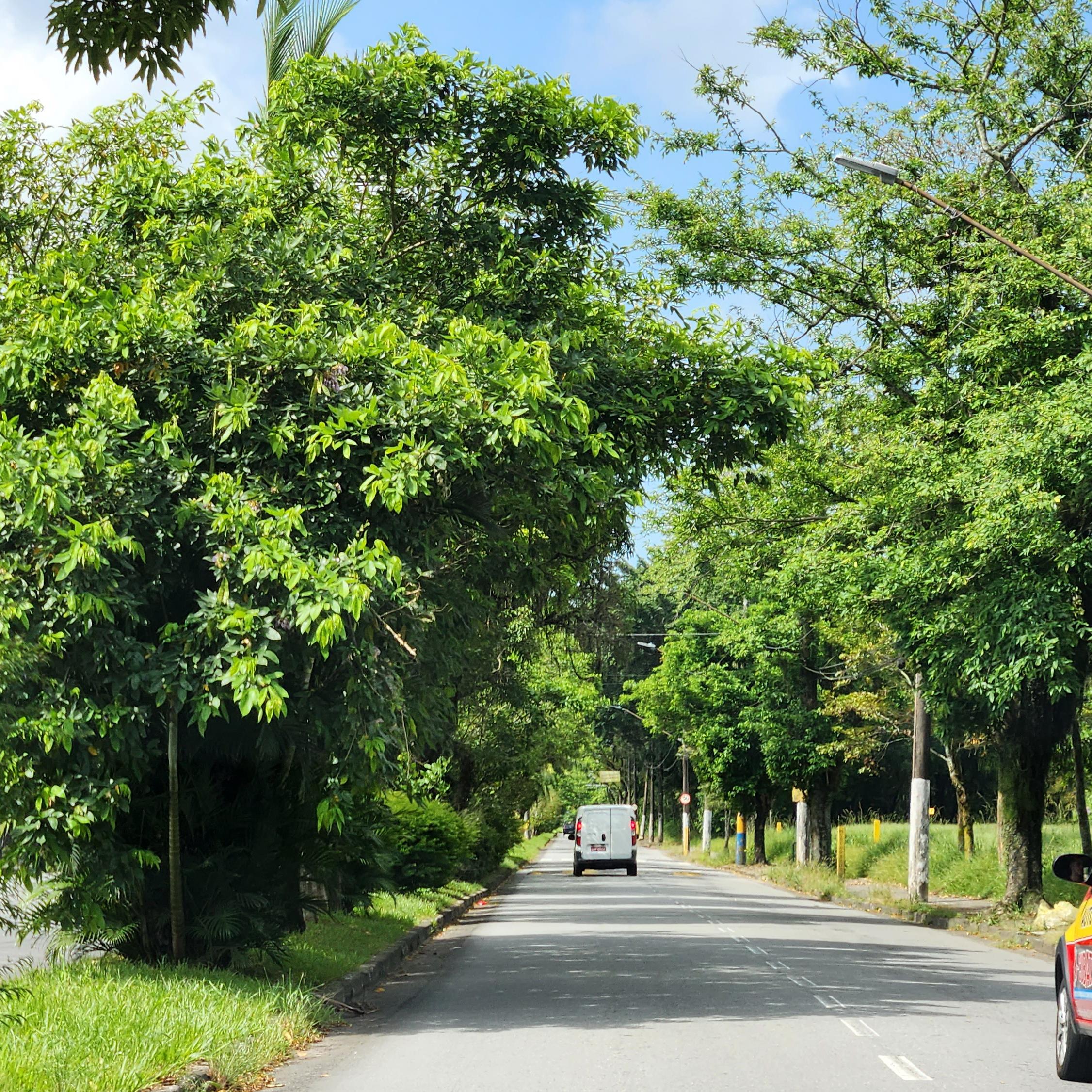 Município integra iniciativas nacionais de fortalecimento da arborização, alinhadas a plano nacional