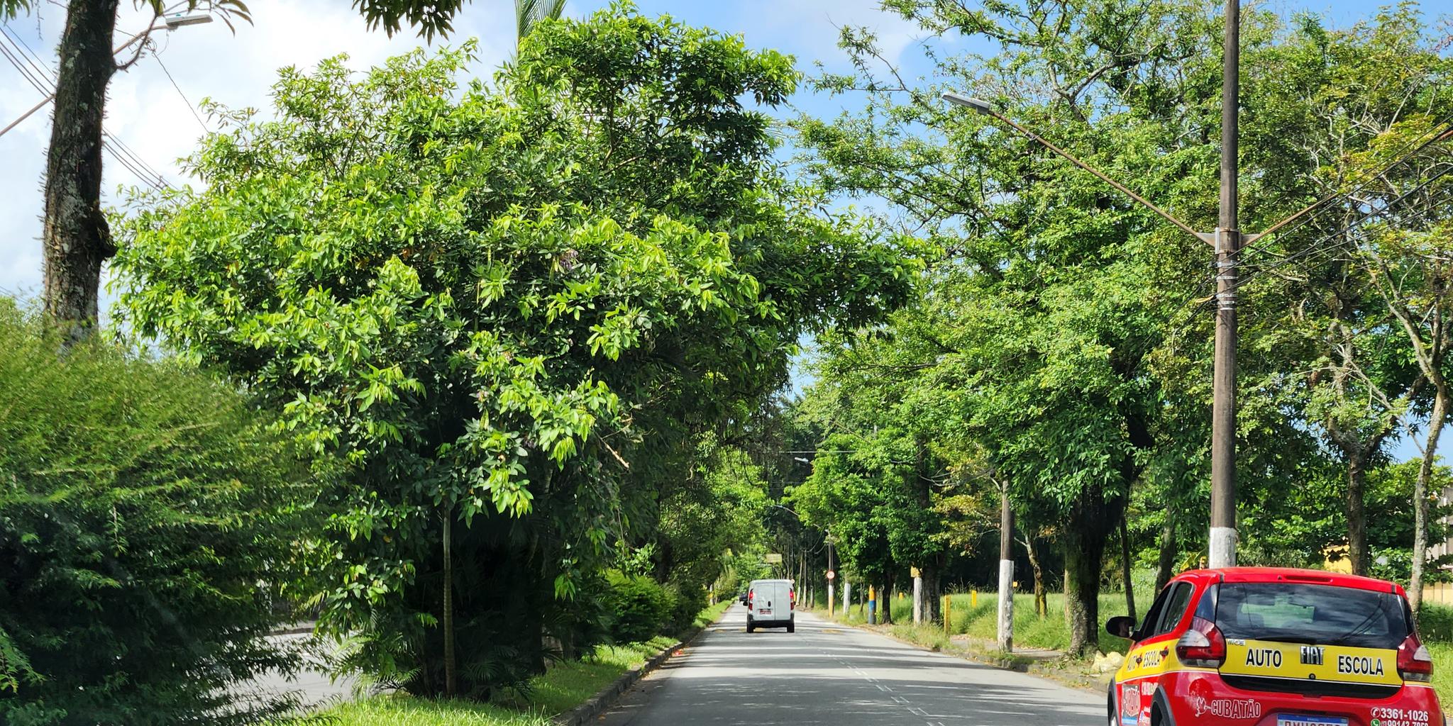 Município integra iniciativas nacionais de fortalecimento da arborização, alinhadas a plano nacional