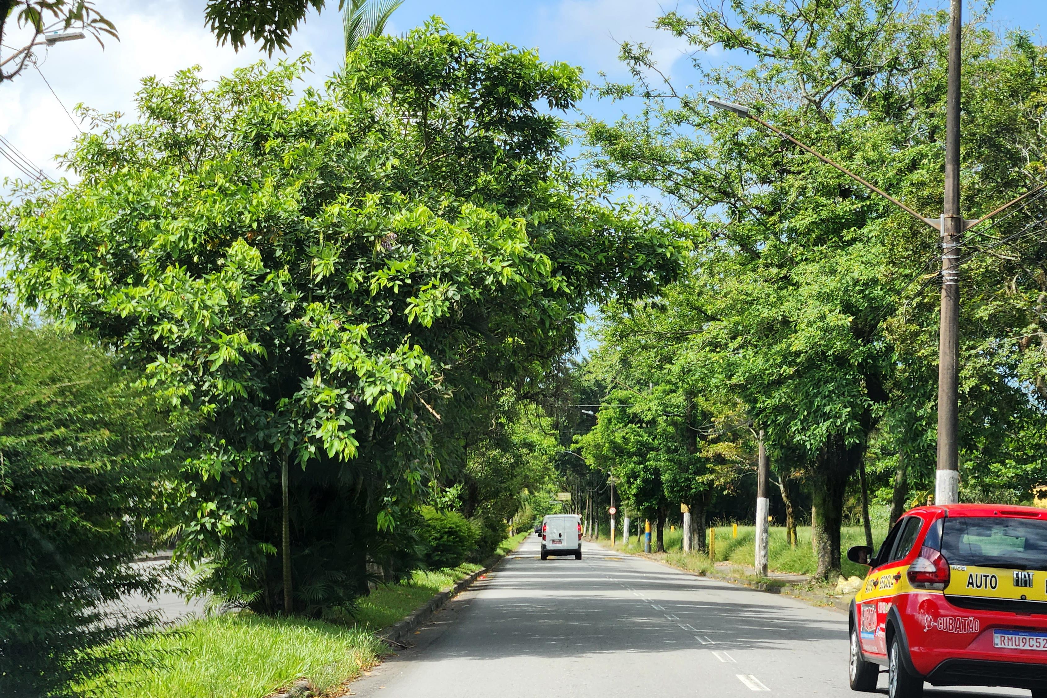 Município integra iniciativas nacionais de fortalecimento da arborização, alinhadas a plano nacional
