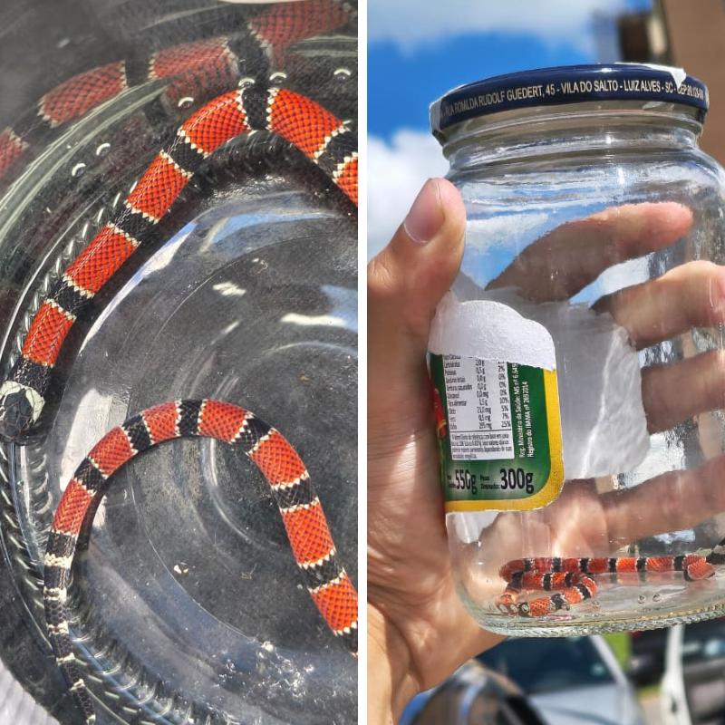 A cobra foi recolhida e levada para uma área de preservação da Mata Atlântica, seu bioma típico