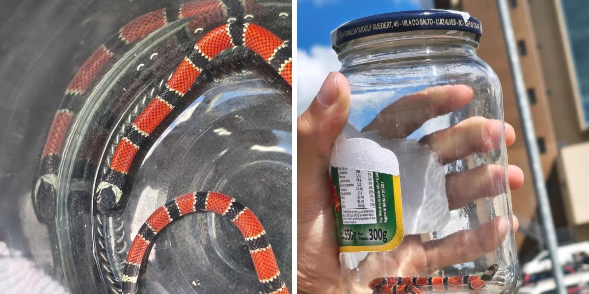 A cobra foi recolhida e levada para uma área de preservação da Mata Atlântica, seu bioma típico