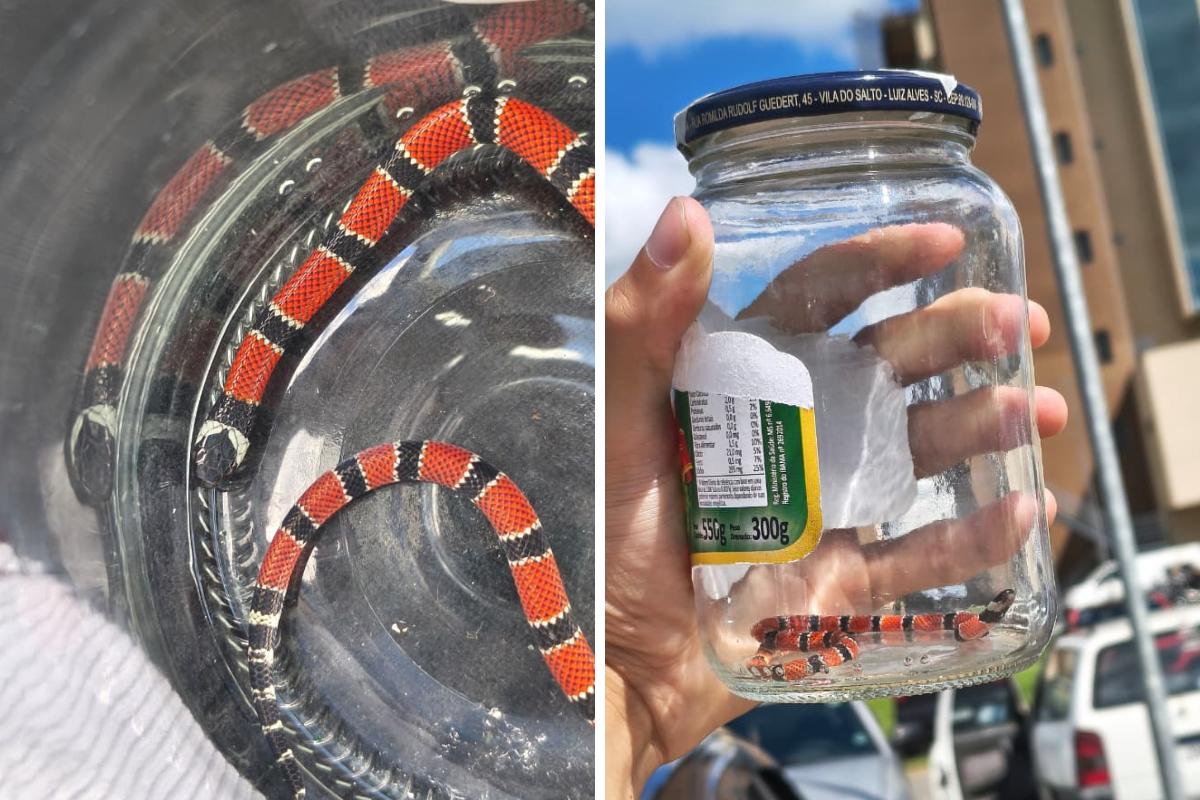 A cobra foi recolhida e levada para uma área de preservação da Mata Atlântica, seu bioma típico