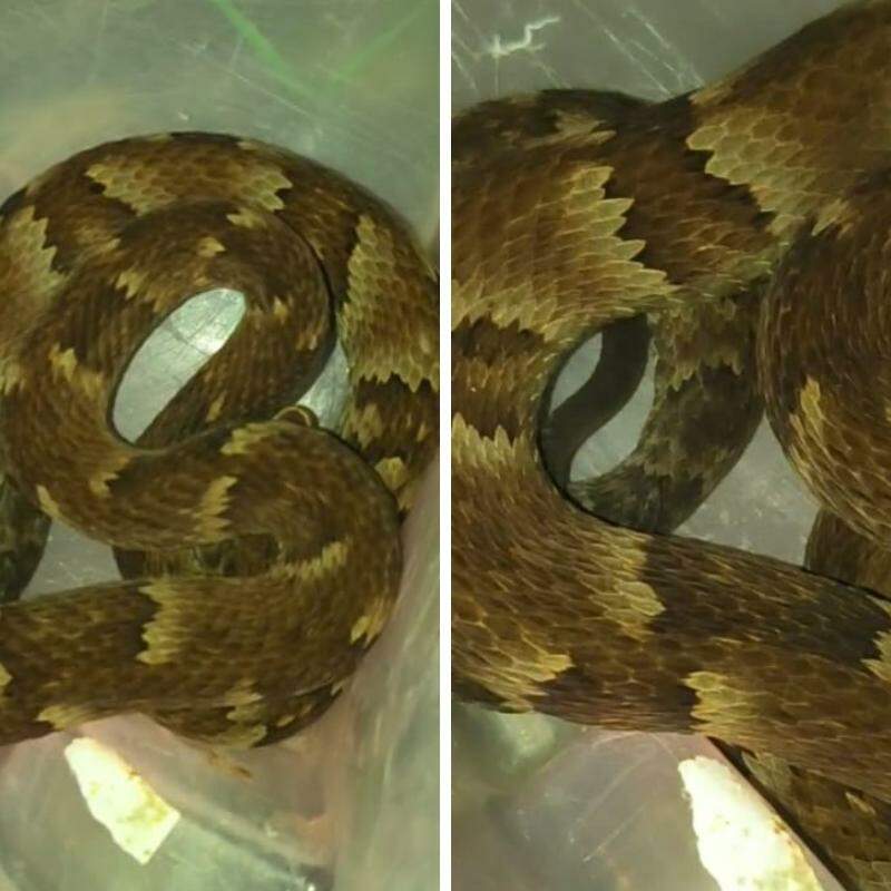 Segundo o biólogo, ninguém se feriu e todos mantiveram distância da serpente até a chegada dele