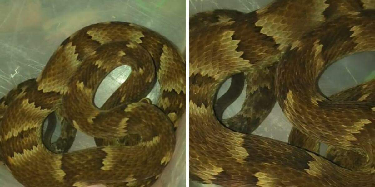 Segundo o biólogo, ninguém se feriu e todos mantiveram distância da serpente até a chegada dele