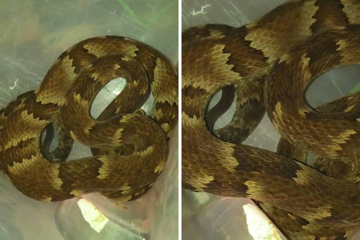 Segundo o biólogo, ninguém se feriu e todos mantiveram distância da serpente até a chegada dele