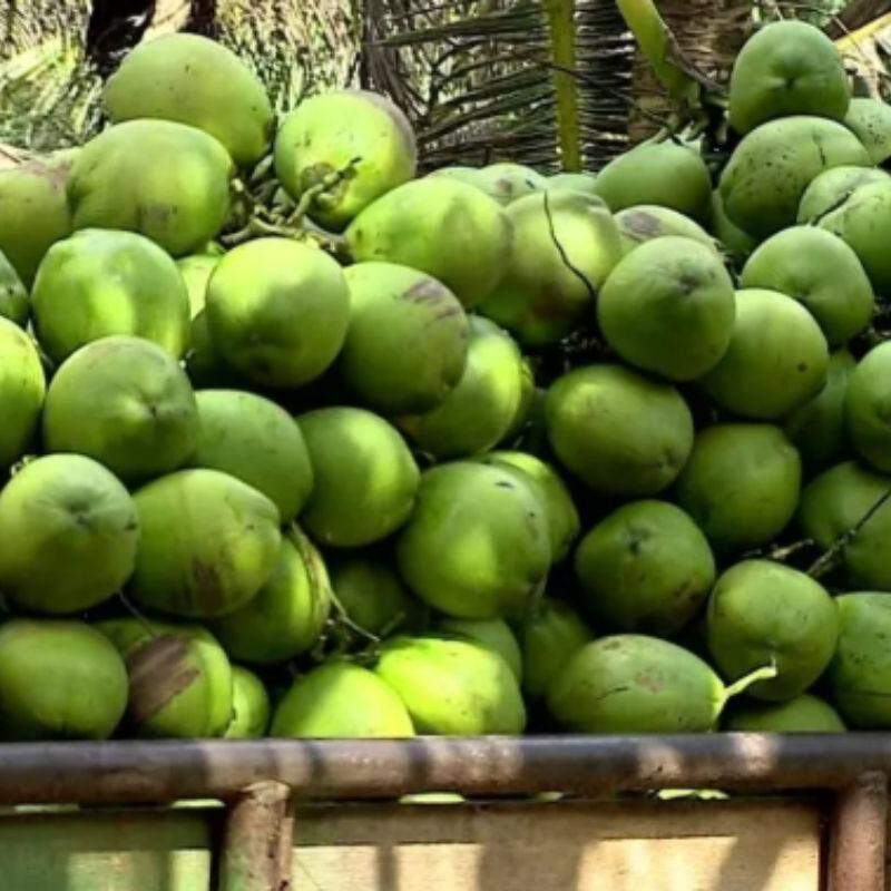 O município tem atraído cada vez mais investimentos para a produção de coco, especialmente na expansão das fábricas de produtos derivad