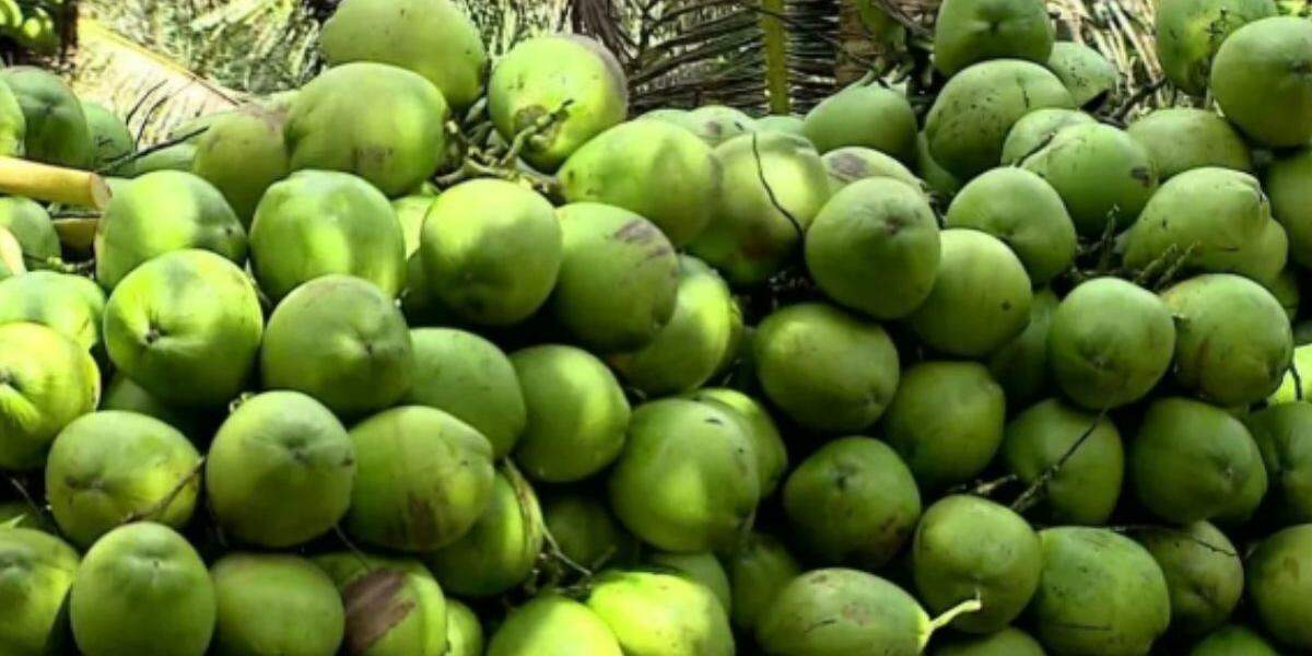 O município tem atraído cada vez mais investimentos para a produção de coco, especialmente na expansão das fábricas de produtos derivad
