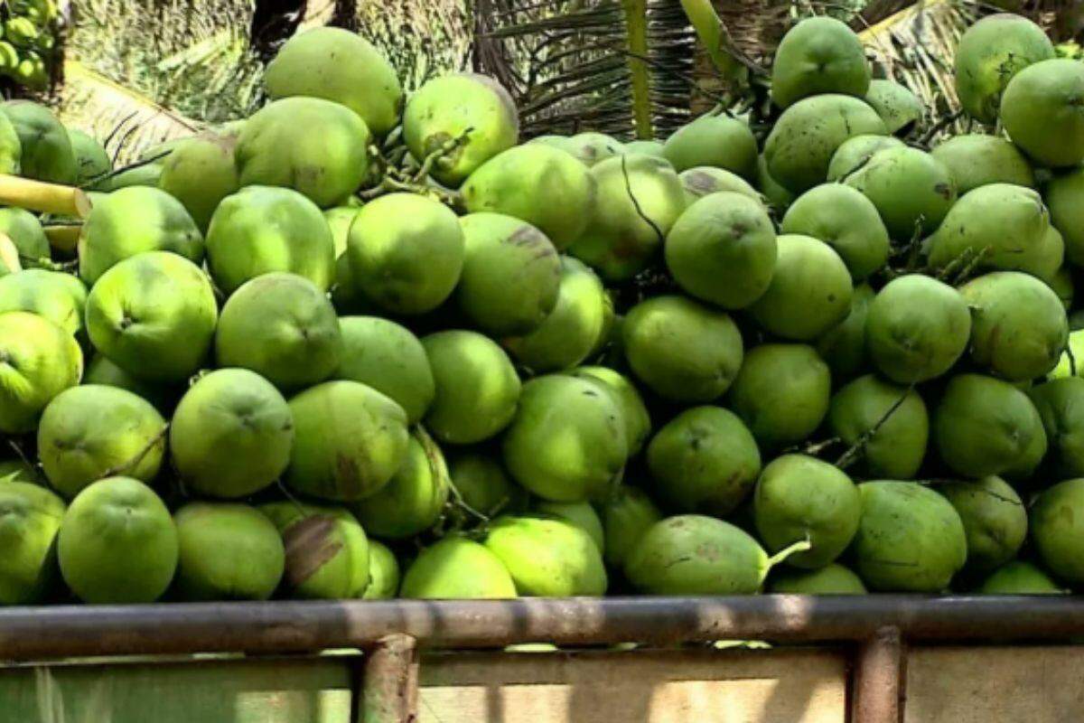 O município tem atraído cada vez mais investimentos para a produção de coco, especialmente na expansão das fábricas de produtos derivad
