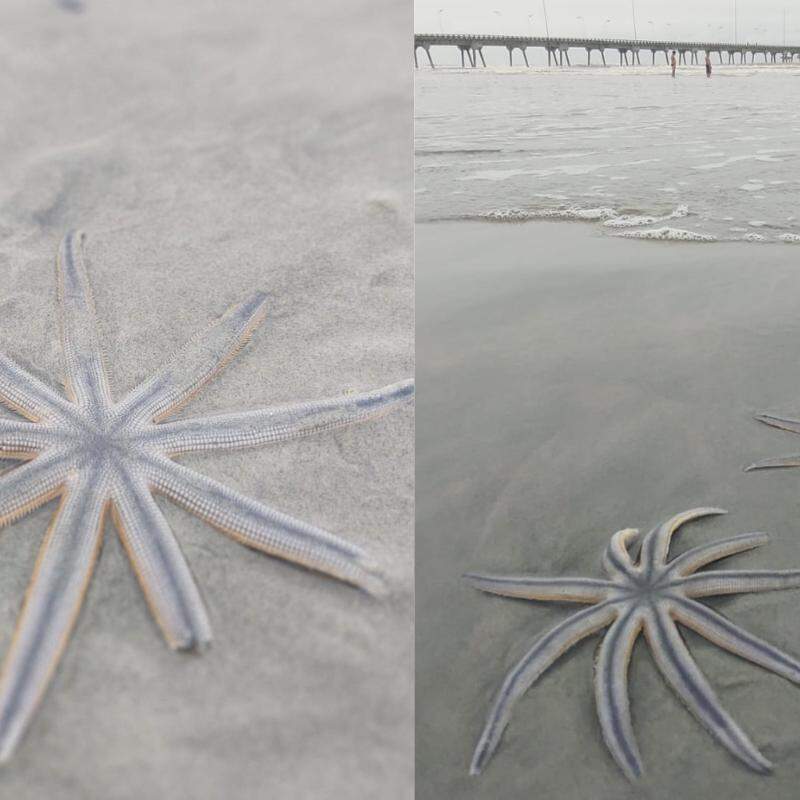 Espécies com nove braços foram encontradas durante caminhada e chamaram atenção pela beleza e importância ambiental