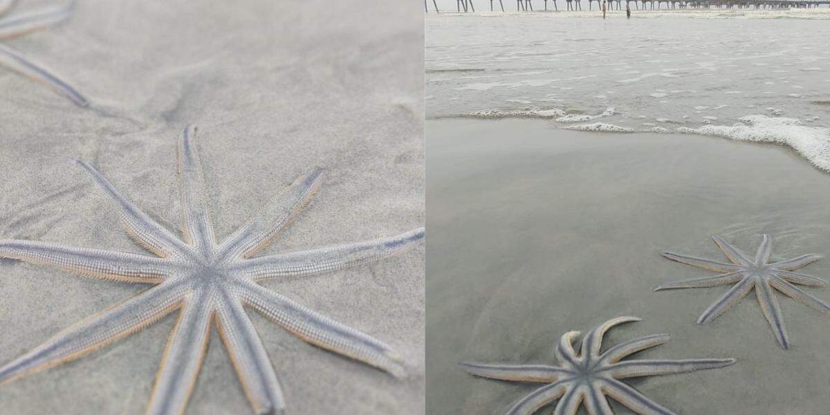 Espécies com nove braços foram encontradas durante caminhada e chamaram atenção pela beleza e importância ambiental