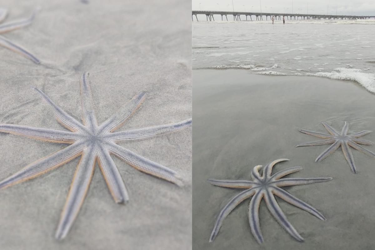 Espécies com nove braços foram encontradas durante caminhada e chamaram atenção pela beleza e importância ambiental