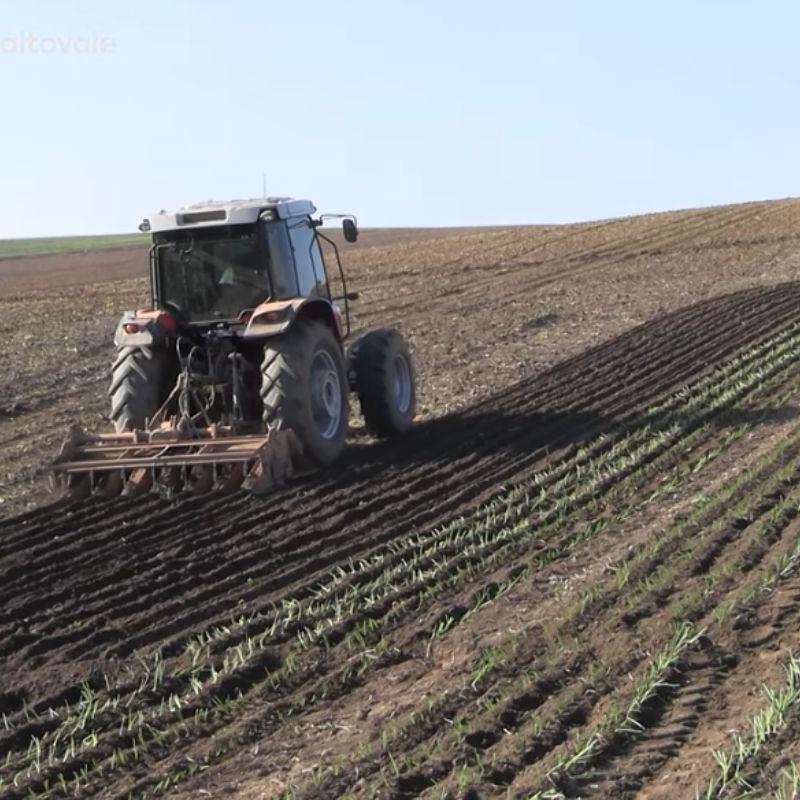 Conheça a capital da cebola no Brasil: cidade lidera produção e movimenta milhões no campo