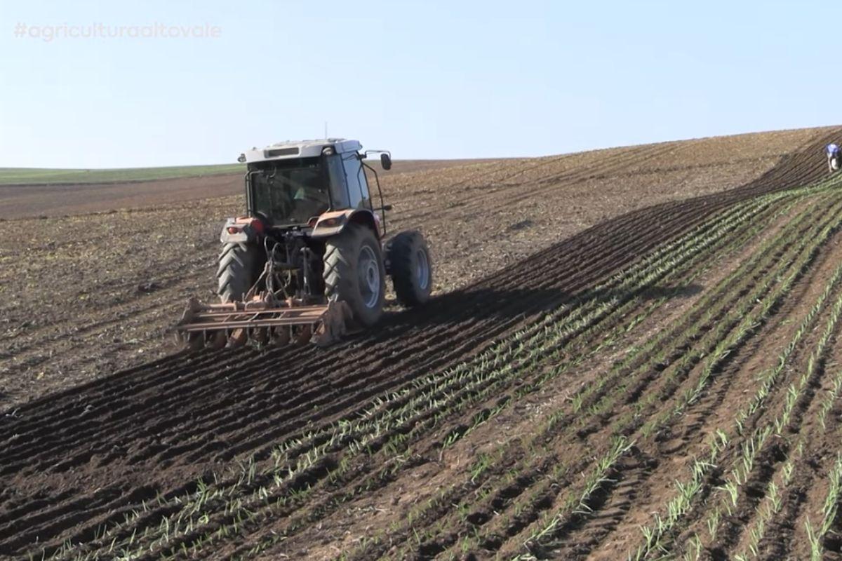 Conheça a capital da cebola no Brasil: cidade lidera produção e movimenta milhões no campo