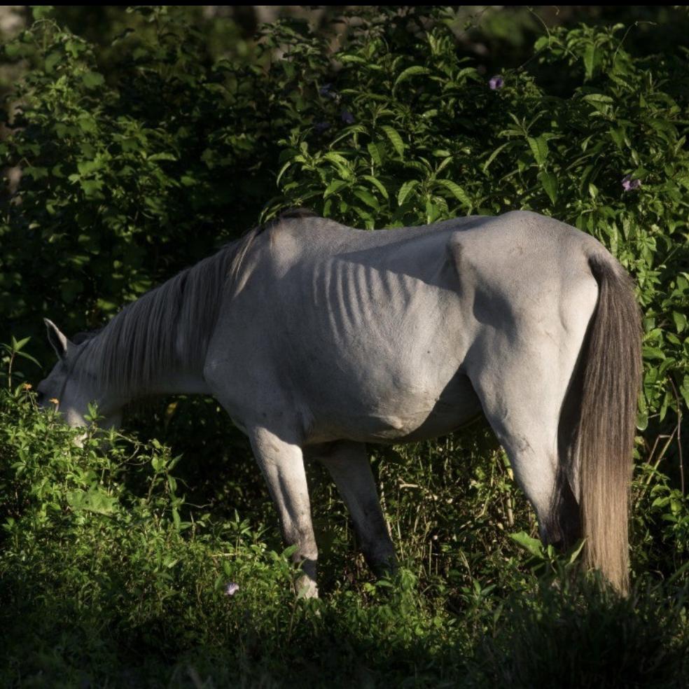 Em Praia Grande, Secretaria de Saúde Pública cuida da remoção