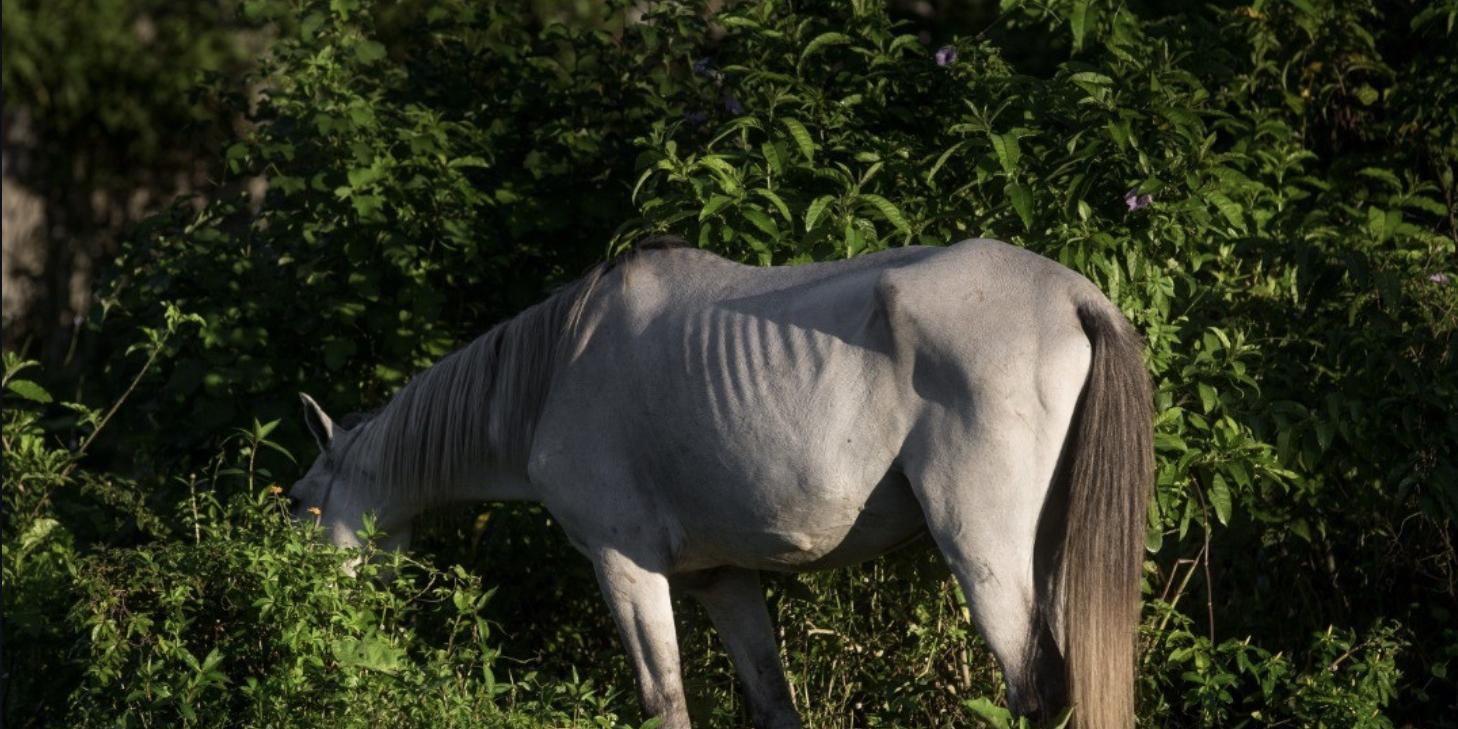 Em Praia Grande, Secretaria de Saúde Pública cuida da remoção