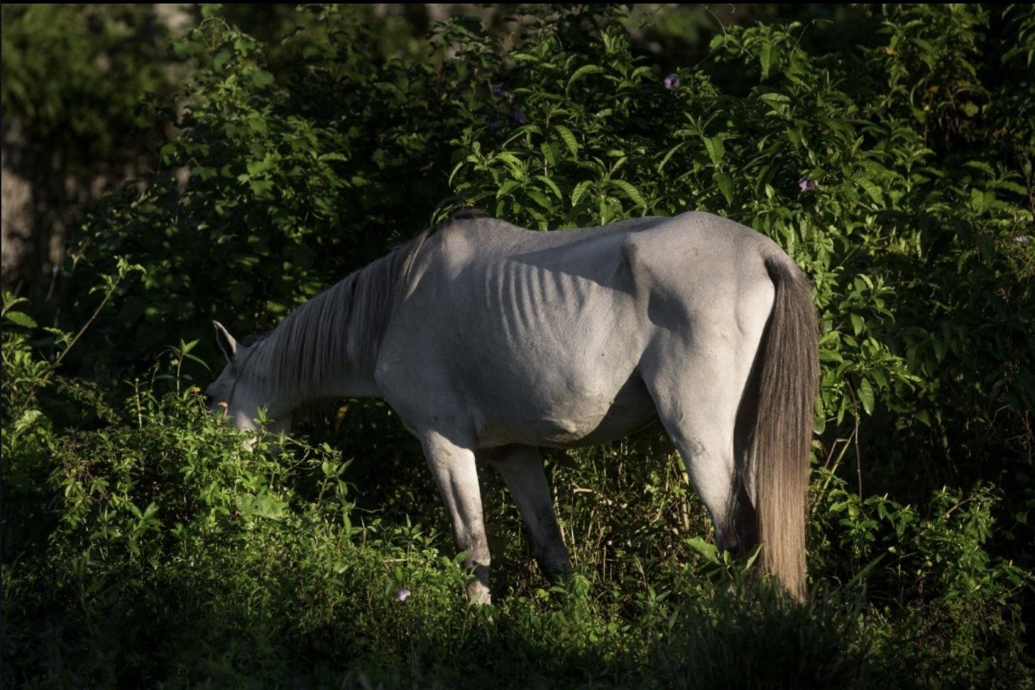Em Praia Grande, Secretaria de Saúde Pública cuida da remoção
