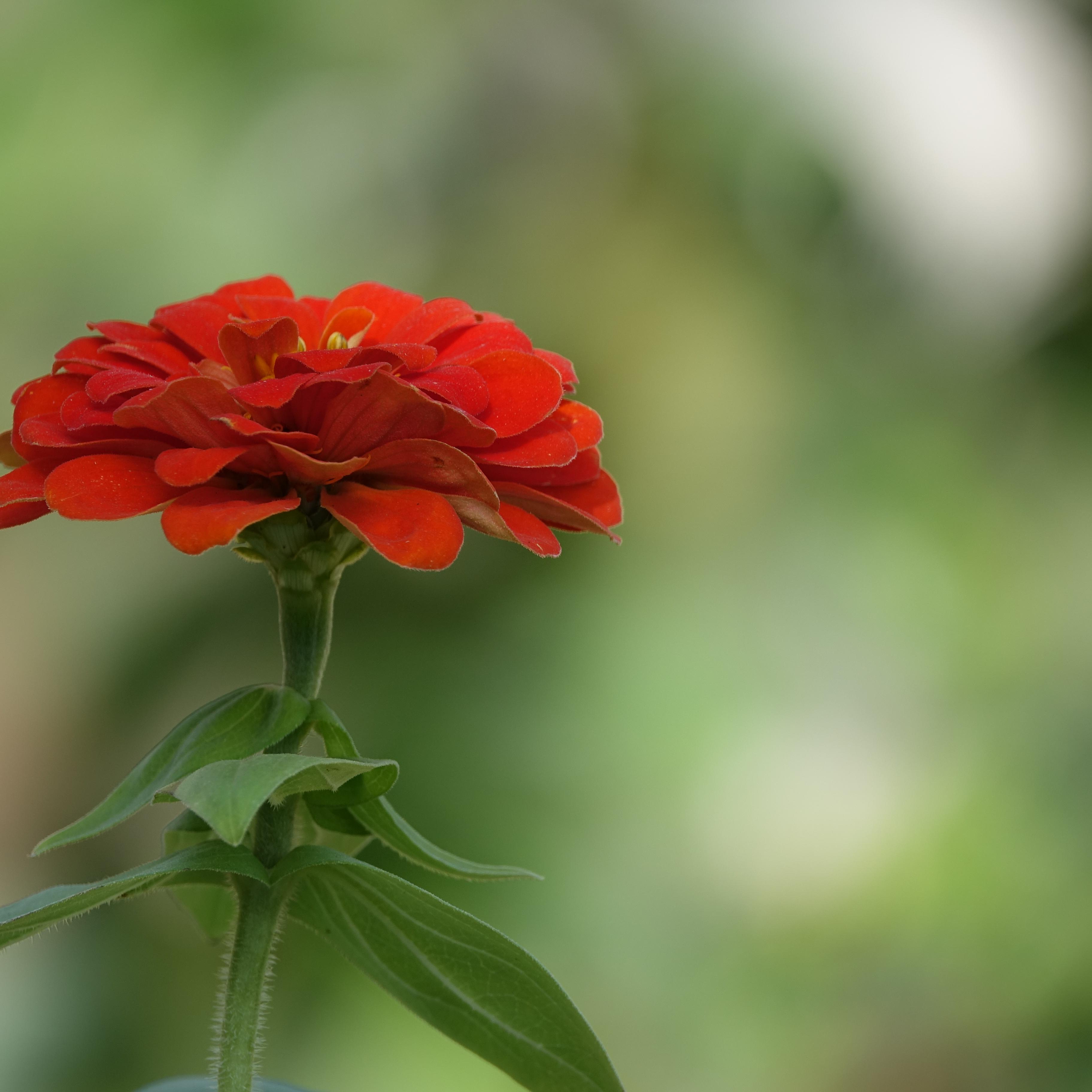 Olhai os cravos de abril