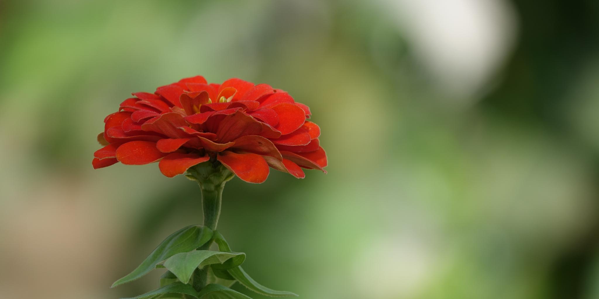 Olhai os cravos de abril