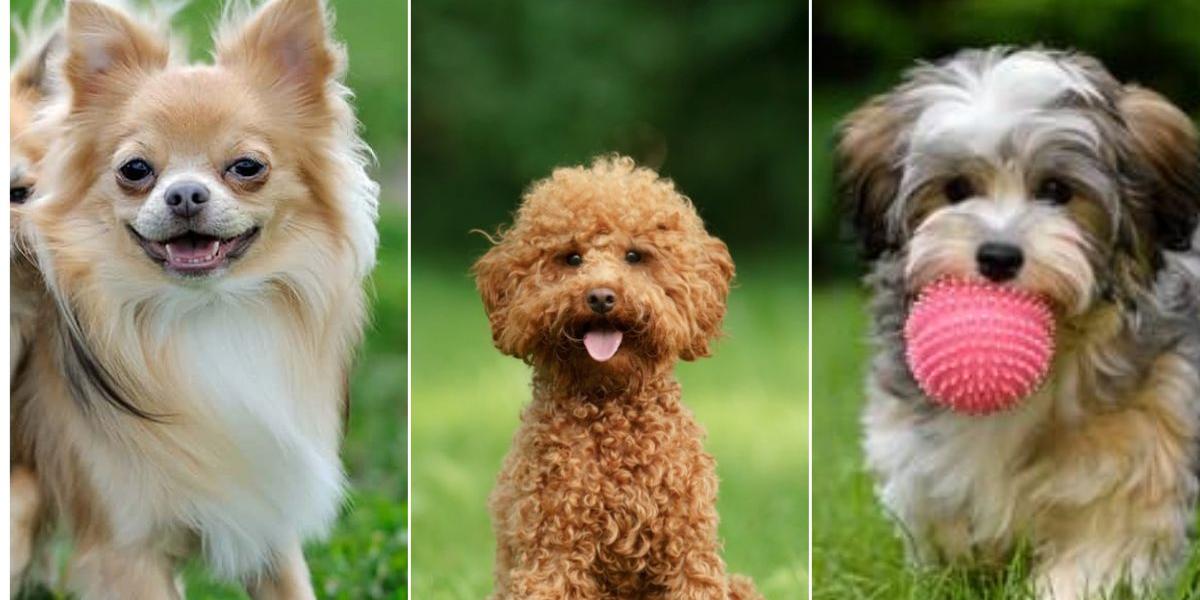 Chihuahua, Poodle, Havanês são algumas das raças que costumam durar mais