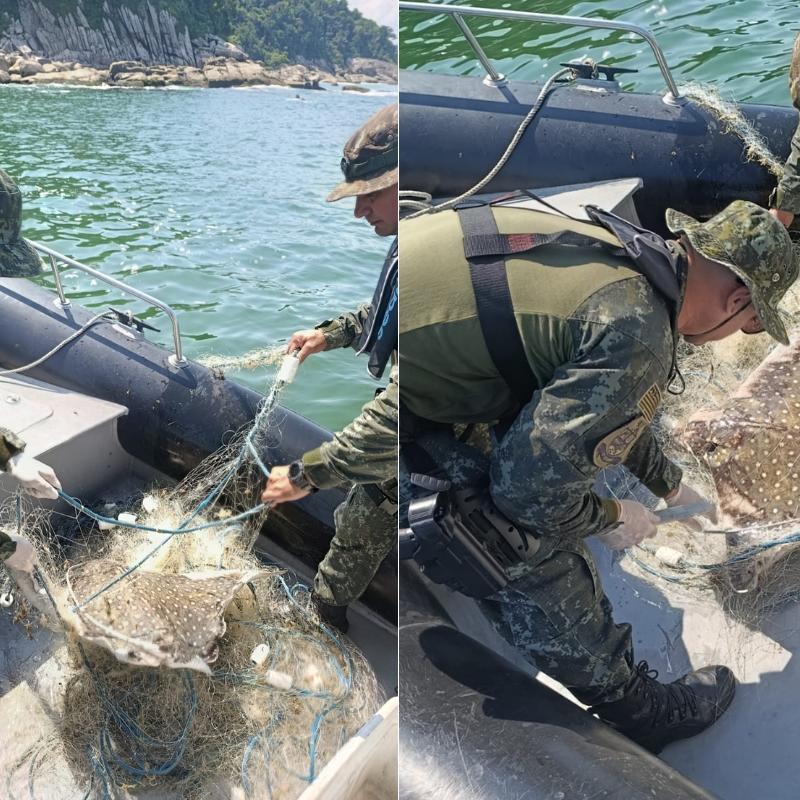 Animais foram encontrados no domingo (5), na Praia de Paranapuã, em São Vicente