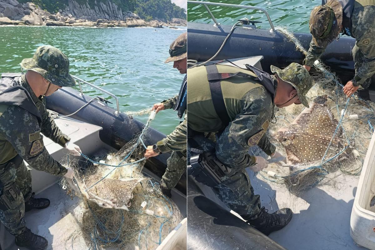 Animais foram encontrados no domingo (5), na Praia de Paranapuã, em São Vicente