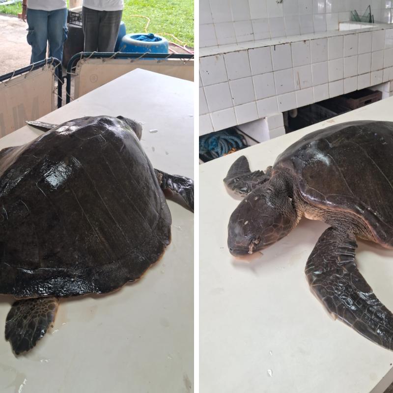 A tartaruga-oliva é considerada a menor espécie de tartaruga marinha do Brasil; sua principal área de reprodução concentra-se no litoral da Bahia e de Sergipe