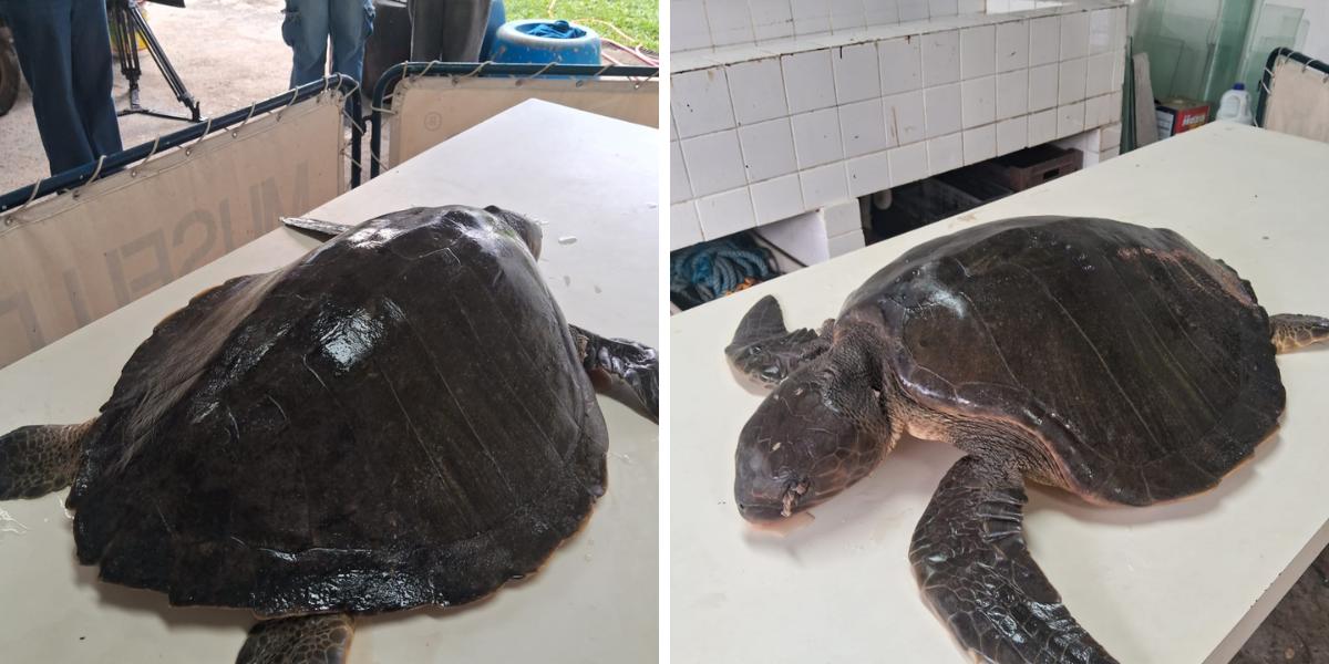 A tartaruga-oliva é considerada a menor espécie de tartaruga marinha do Brasil; sua principal área de reprodução concentra-se no litoral da Bahia e de Sergipe