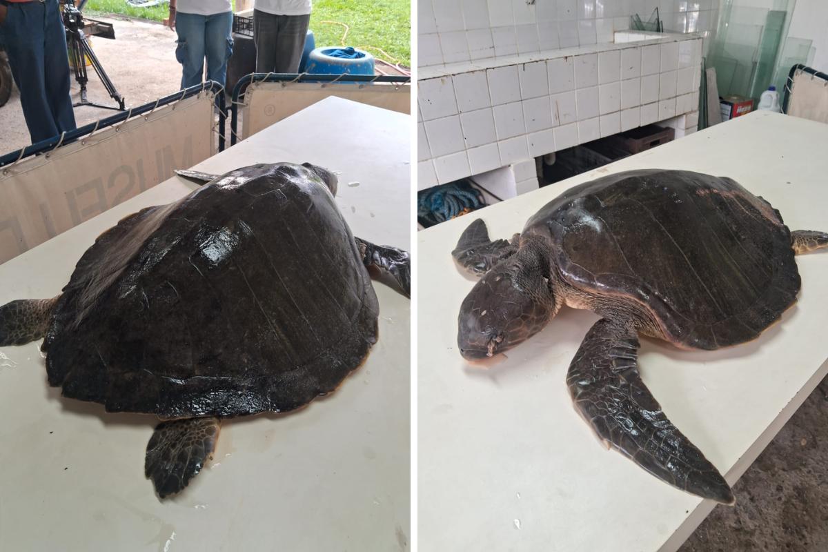 A tartaruga-oliva é considerada a menor espécie de tartaruga marinha do Brasil; sua principal área de reprodução concentra-se no litoral da Bahia e de Sergipe