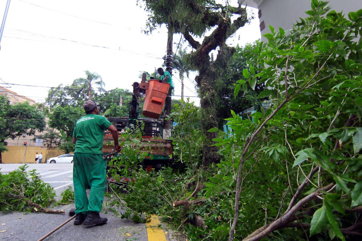 Câmara vota mudança na poda de árvores em Santos; objetivo é tornar processo menos burocrático
