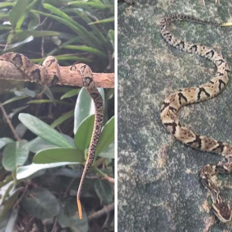 O animal foi registrado por um monitor ambiental