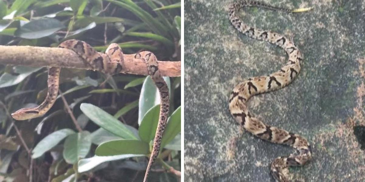 O animal foi registrado por um monitor ambiental