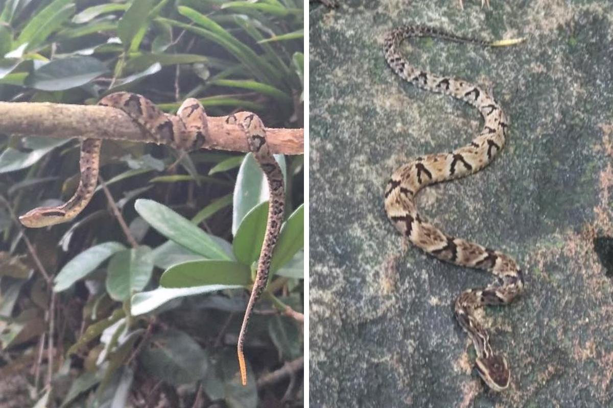 O animal foi registrado por um monitor ambiental