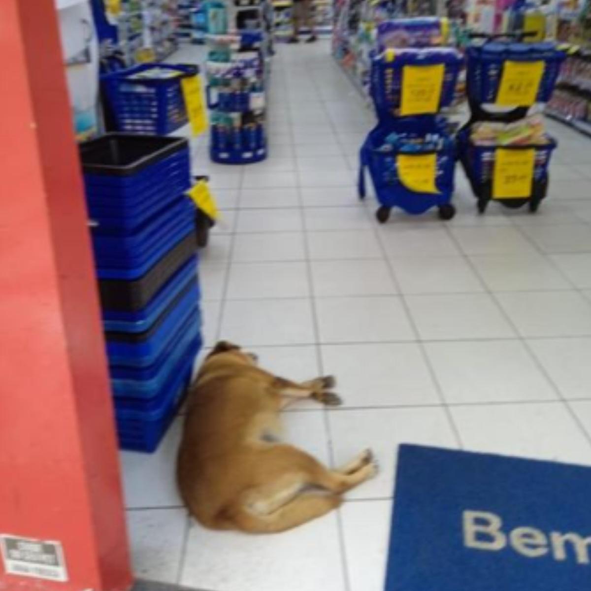 Presença de cão em farmácia iniciou situação relatada por moradora