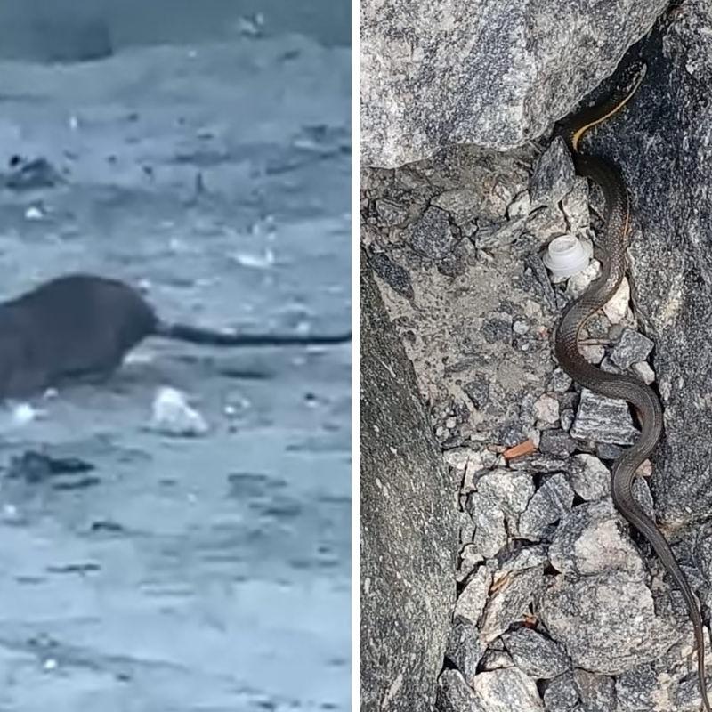 Os registros de ratos são frequentes, segundo outra moradora, que também preferiu não se identificar