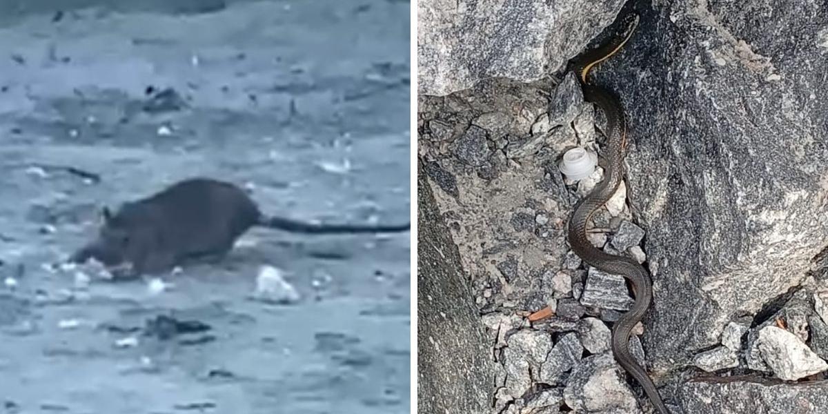 Os registros de ratos são frequentes, segundo outra moradora, que também preferiu não se identificar