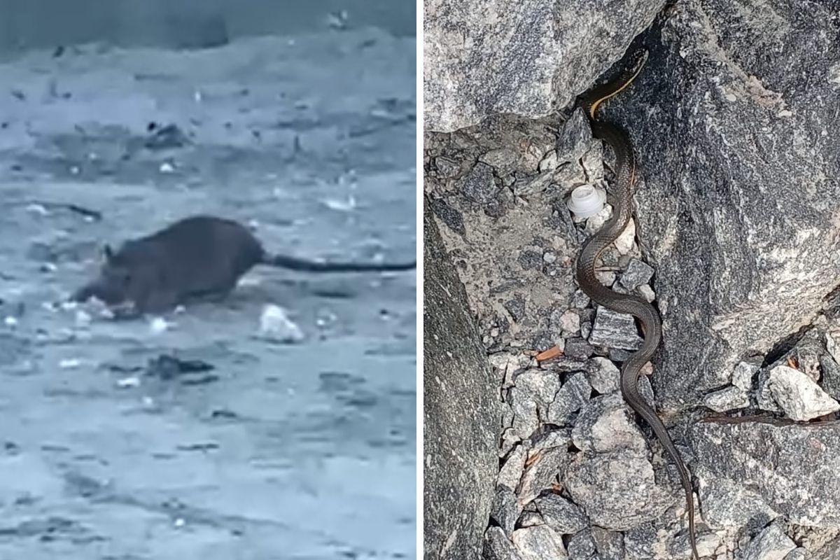 Os registros de ratos são frequentes, segundo outra moradora, que também preferiu não se identificar