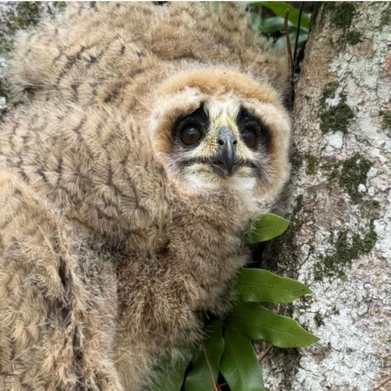 Aves são da espécie filhotes da espécie coruja-orelha.