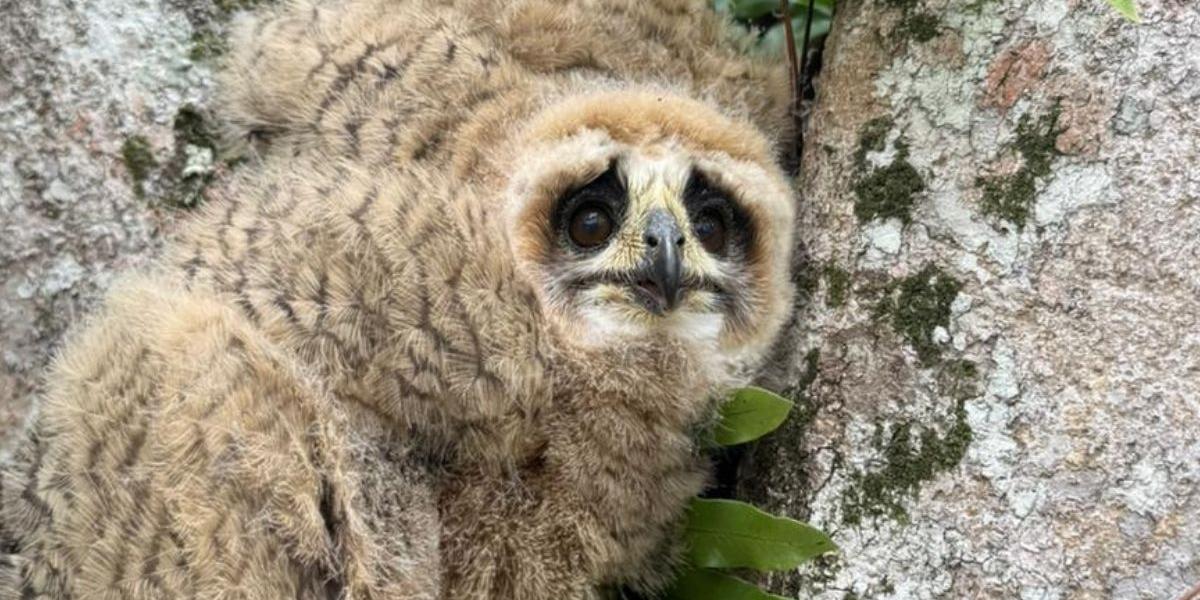 Aves são da espécie filhotes da espécie coruja-orelha.