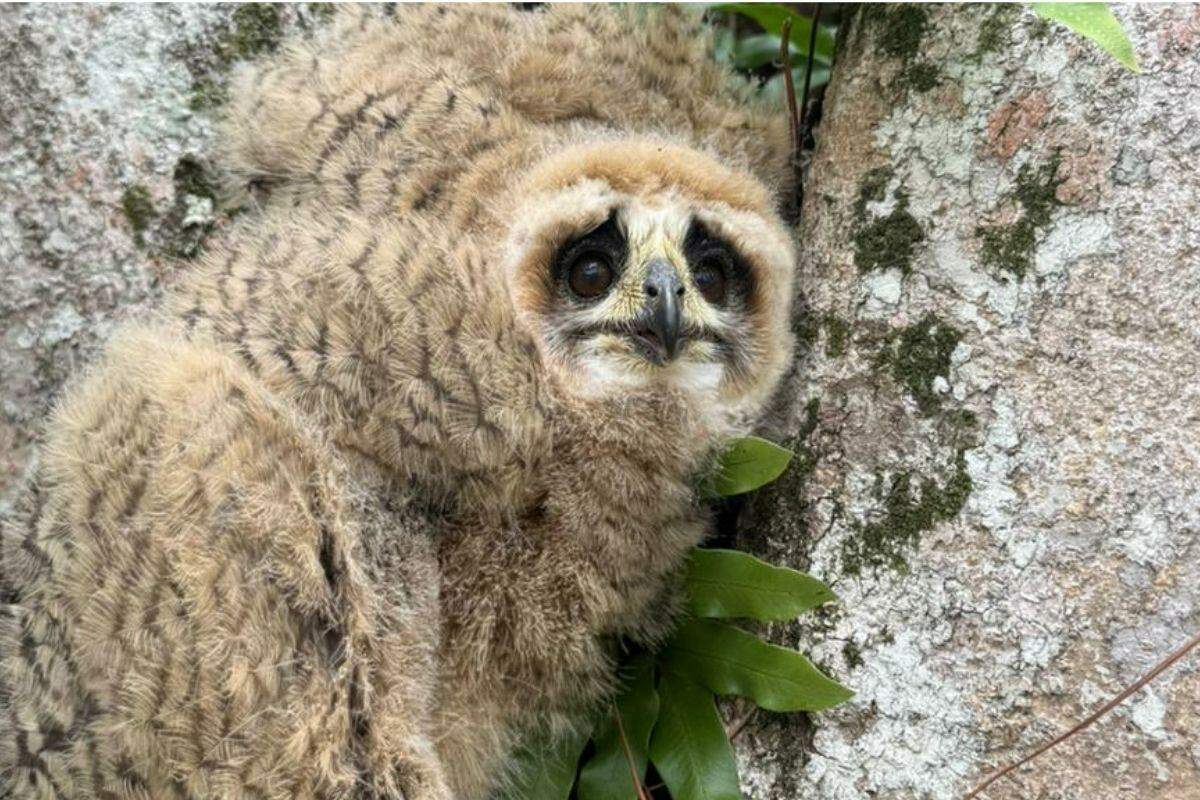 Aves são da espécie filhotes da espécie coruja-orelha.
