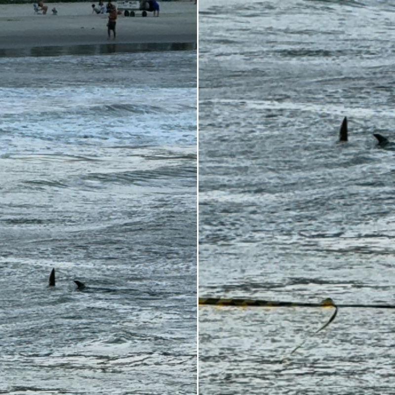Animal foi visto na tarde deste sábado na praia das Astúrias
