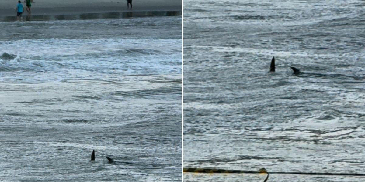 Animal foi visto na tarde deste sábado na praia das Astúrias