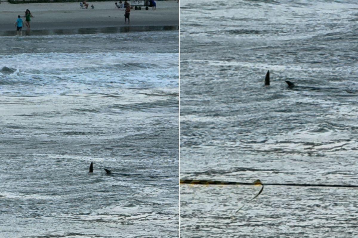 Animal foi visto na tarde deste sábado na praia das Astúrias