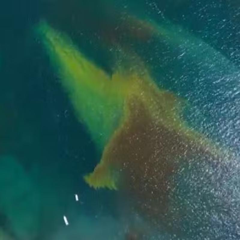 A mancha voltou a atingir as águas do litoral e foi registrada