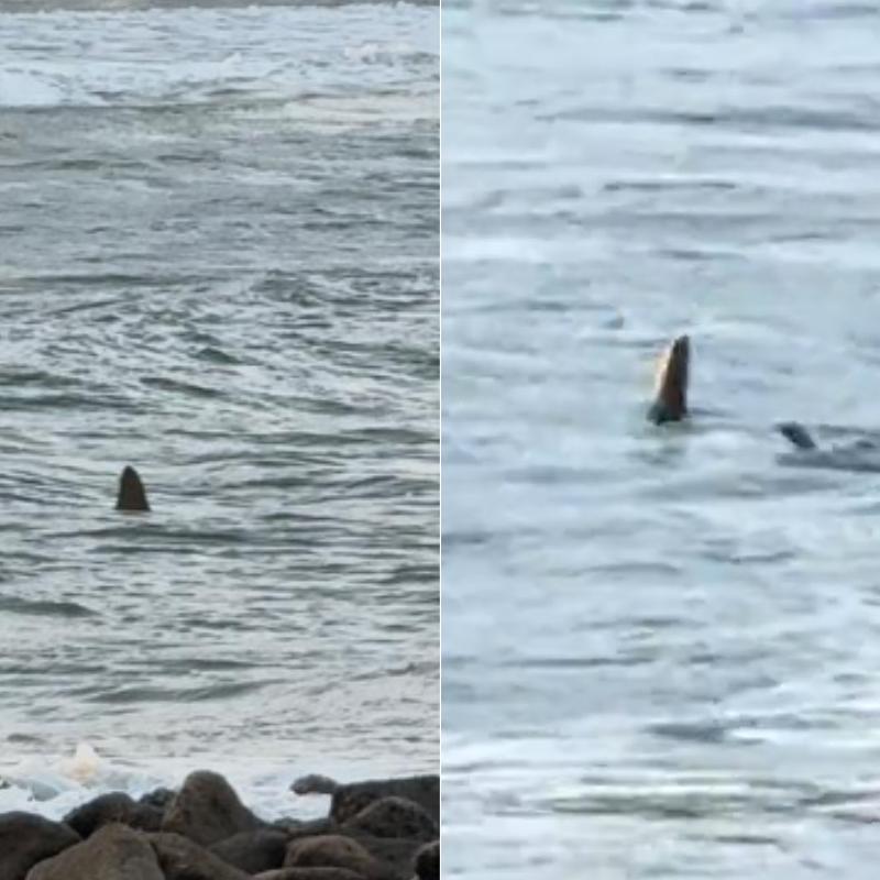 Biólogo aponta tubarão-martelo como possível espécie que esteve em praia de Guarujá